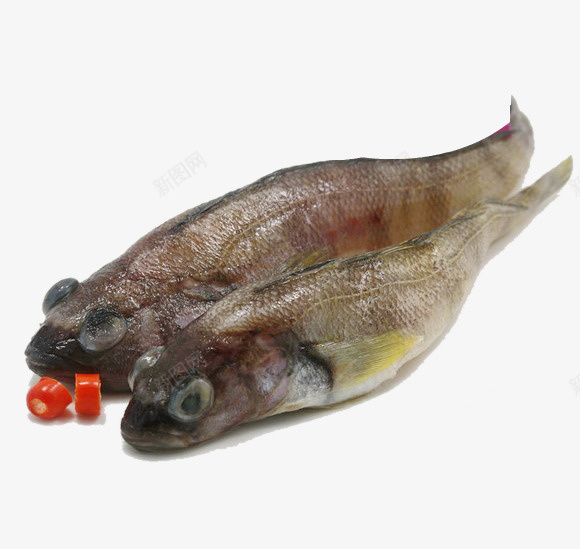 两只食用鱼png免抠素材_新图网 https://ixintu.com 两只食用鱼 两条冰鱼 冰鱼 食用冰鱼 食用鱼 鱼儿 鱼类