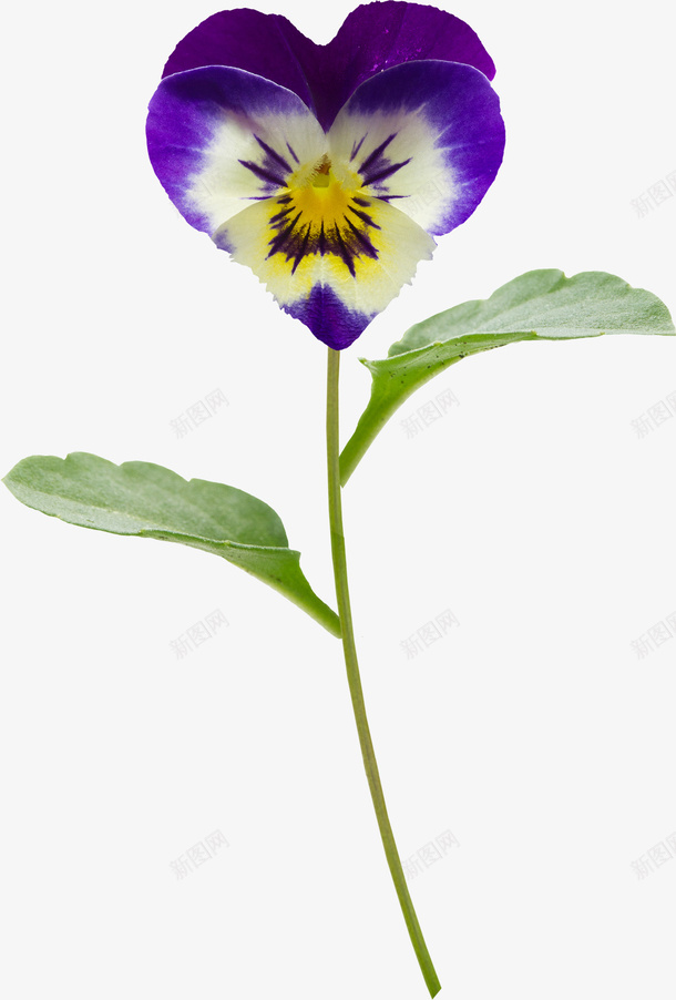 蝴蝶花png免抠素材_新图网 https://ixintu.com 家居 蝴蝶花 装饰