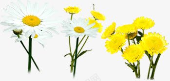 黄色郊外花朵美景可爱唯美png免抠素材_新图网 https://ixintu.com 可爱 美景 花朵 郊外 黄色