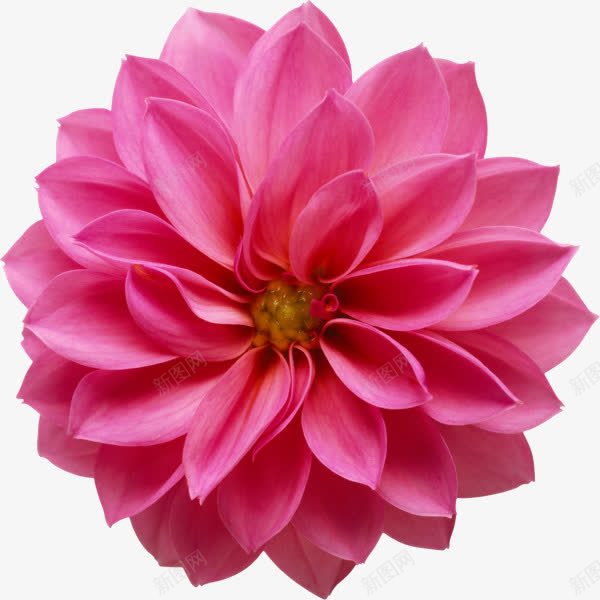 花瓣散开的花花蕊png免抠素材_新图网 https://ixintu.com 散开 花瓣 花蕊