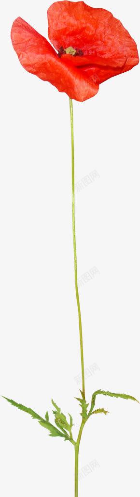 虞美人红色花朵装饰png免抠素材_新图网 https://ixintu.com 图片 红色 花朵 虞美人 装饰