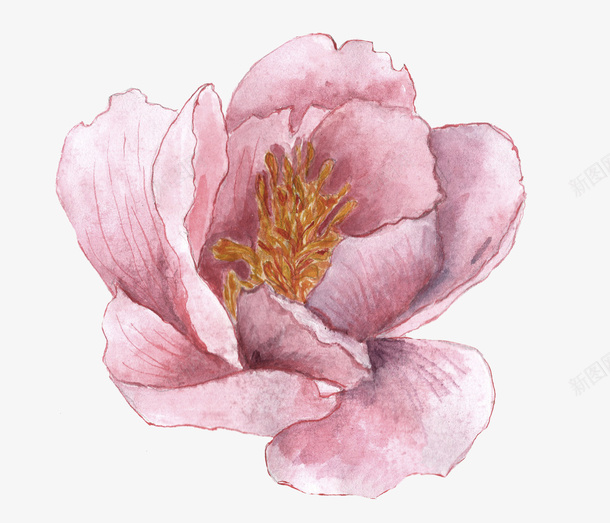 紫红色手绘花朵png免抠素材_新图网 https://ixintu.com 手绘花朵 植物 水彩花卉 花卉 花朵