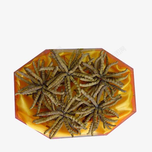 冬虫草png免抠素材_新图网 https://ixintu.com 养身 冬虫草 药品 补品