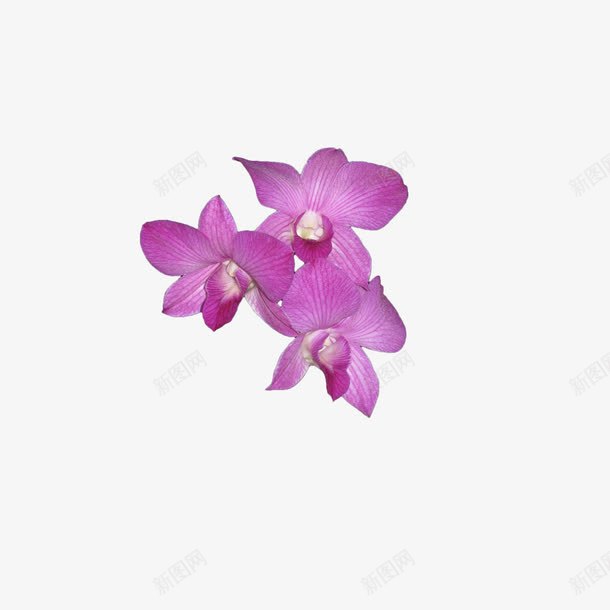 花卉图案唯美花卉png免抠素材_新图网 https://ixintu.com 手绘花朵 手绘花朵图片 抽象鲜花图片 植物花卉 鲜花 鲜花图片 鲜花海报 鲜花海报背景 鲜花花卉