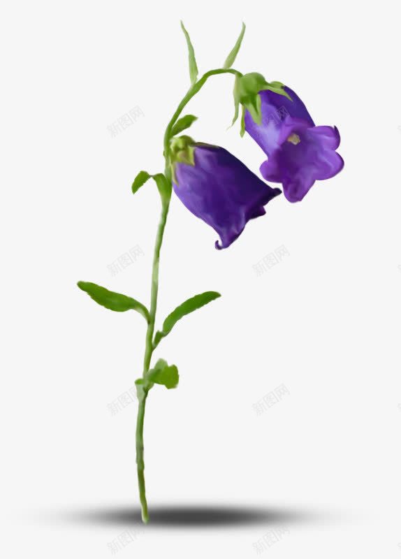 紫色牵牛花png免抠素材_新图网 https://ixintu.com 植物 牵牛花 紫色 花朵