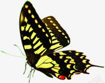 黄色蝴蝶飞舞手绘炫彩png免抠素材_新图网 https://ixintu.com 蝴蝶 飞舞 黄色