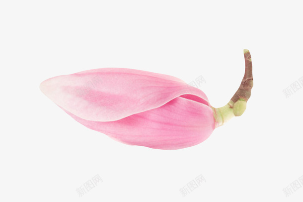 粉红色带香味花苞玉兰花瓣实物png免抠素材_新图网 https://ixintu.com 喜光 植物界 玉兰花瓣 耐寒 花瓣 花苞 芳香油 药用价值 观赏植物