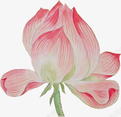 粉色荷花花苞手绘png免抠素材_新图网 https://ixintu.com 粉色 花苞 荷花