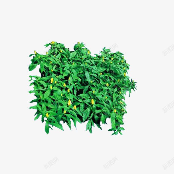 绿植黄虾花png免抠素材_新图网 https://ixintu.com 园林 绿化 绿植 黄虾花