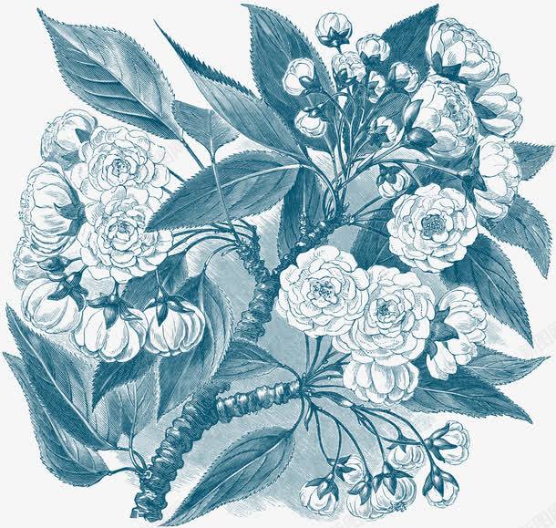手绘复古素描花朵png免抠素材_新图网 https://ixintu.com 复古 手绘 月季花 欧式