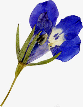精美压花干花蓝色花朵png免抠素材_新图网 https://ixintu.com 压花 干花 精美 花朵 蓝色