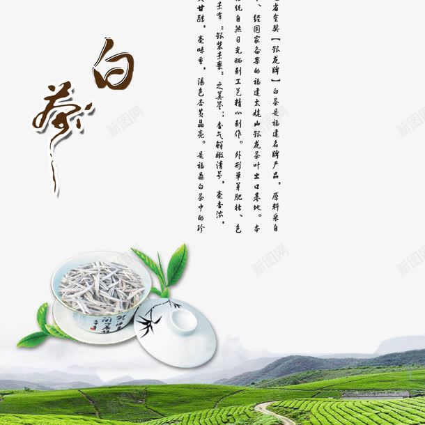 绿色清新福鼎白茶png免抠素材_新图网 https://ixintu.com 清新 白茶 福鼎 福鼎白茶 素材 绿色