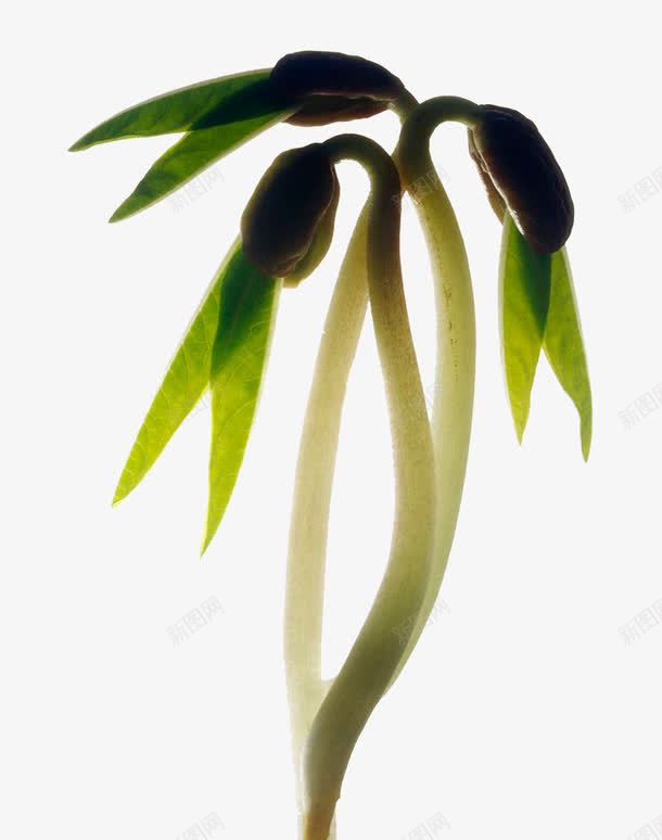 背光绿豆芽png免抠素材_新图网 https://ixintu.com 发芽的绿豆 绿色 绿豆芽 背光 蔬菜 豆芽 食材