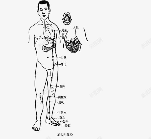 人体部位图png免抠素材_新图网 https://ixintu.com 五脏 人体不问 位置 男性人体