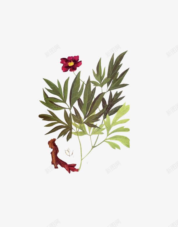 赤芍png免抠素材_新图网 https://ixintu.com 植物 草药 药材