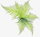 春天清新植物树叶装饰png免抠素材_新图网 https://ixintu.com 春天 树叶 植物 清新 装饰