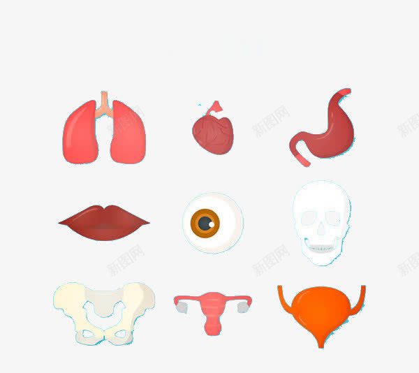 人体内脏器官图标png_新图网 https://ixintu.com 人体 内脏 器官 图标