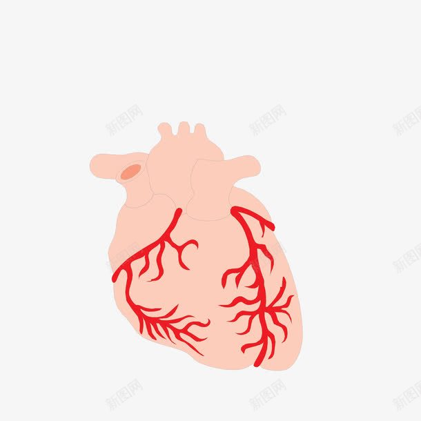 心脏上的毛细血管png免抠素材_新图网 https://ixintu.com 五脏 器官 心脏