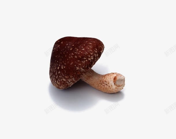 蘑菇png免抠素材_新图网 https://ixintu.com 绠 绱犳潗鍥剧墖 缇庡懗鐨勮槕鑿 鏂伴矞鐨勯