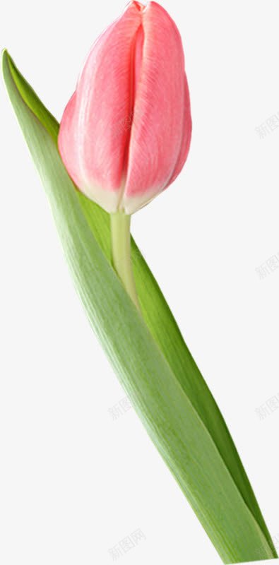 红色花骨朵花瓣png免抠素材_新图网 https://ixintu.com 红色 花瓣 花骨朵