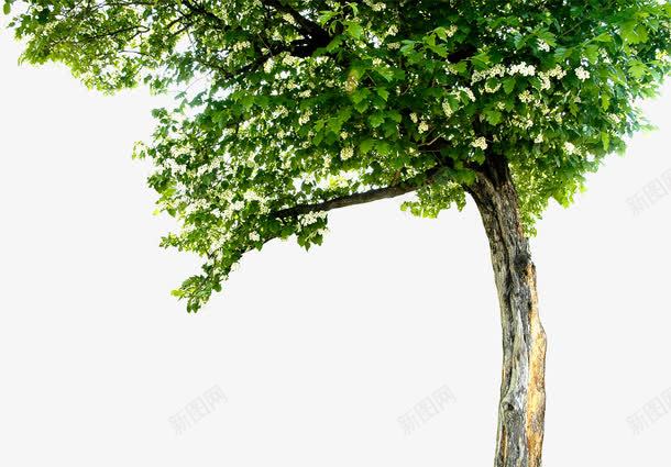 道路两旁绿色植物png免抠素材_新图网 https://ixintu.com 两旁 绿色植物 道路