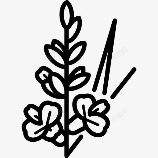 Gladiola图标png_新图网 https://ixintu.com Iridaceae 公园 园林 园艺 自然 花卉