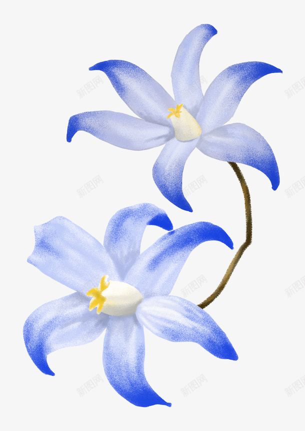 手绘两朵蓝色牵牛花psd免抠素材_新图网 https://ixintu.com 手绘植物 手绘花 手绘花卉 牵牛花 简约花卉 蓝色花儿