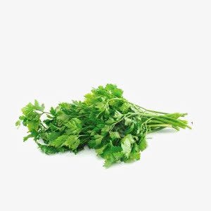 香菜png免抠素材_新图网 https://ixintu.com 新鲜蔬菜 绿叶 青菜 香菜 香菜免费下载