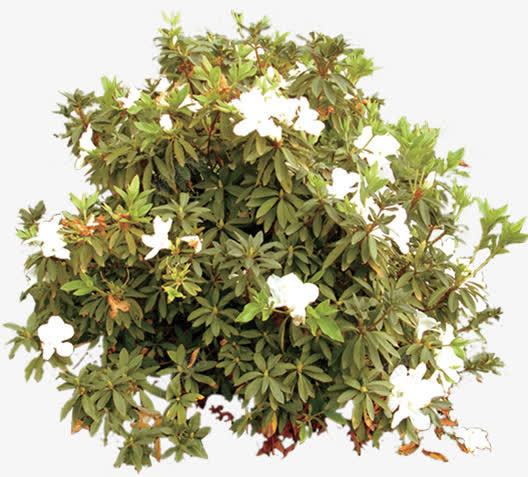 摄影环境渲染草本植物png免抠素材_新图网 https://ixintu.com 摄影 渲染 环境 草本植物