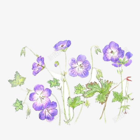 紫色牵牛花png免抠素材_新图网 https://ixintu.com 唯美 插画 牵牛花 紫色花朵