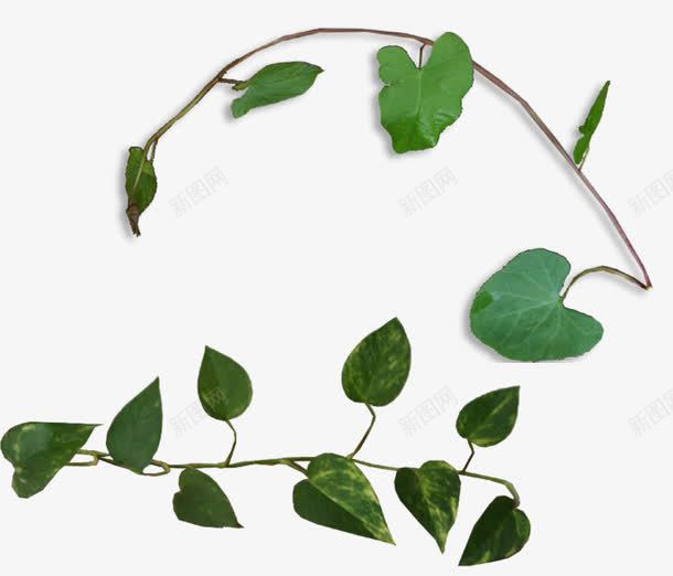 绿色植物绿藤png免抠素材_新图网 https://ixintu.com 叶子 春 树叶 树枝 树藤 植物 绿叶 绿色 绿藤 自然 草本植物