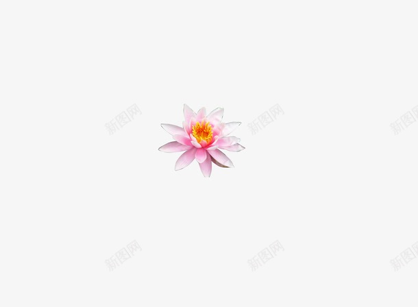 淡色素雅花朵装饰png免抠素材_新图网 https://ixintu.com 淡色 素雅 花朵 装饰