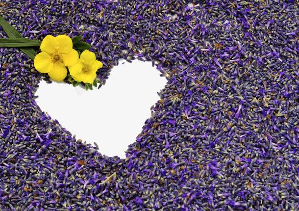 薰衣草图psd免抠素材_新图网 https://ixintu.com 爱心 美丽 花海 薰衣草