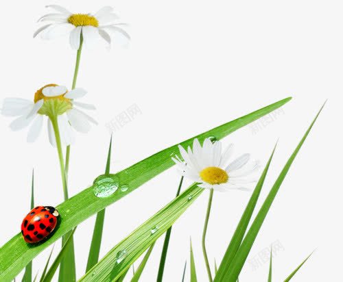 野草花朵png免抠素材_新图网 https://ixintu.com 卡通 植物 花朵 虫子 野草