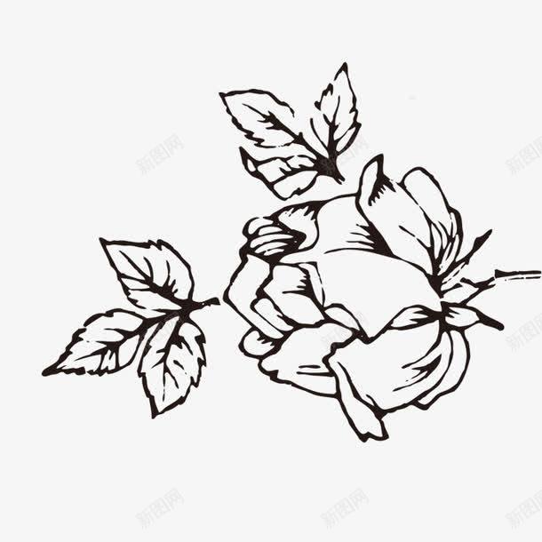 手绘的月季花png免抠素材_新图网 https://ixintu.com png图形 png装饰 手绘 月季 花朵 装饰