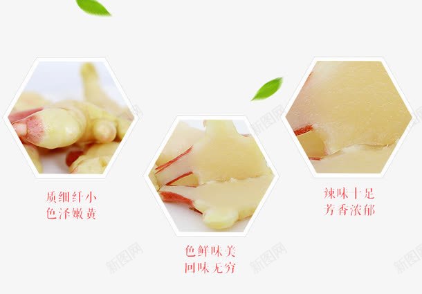 生姜芽png免抠素材_新图网 https://ixintu.com 中药 嫩姜 生姜