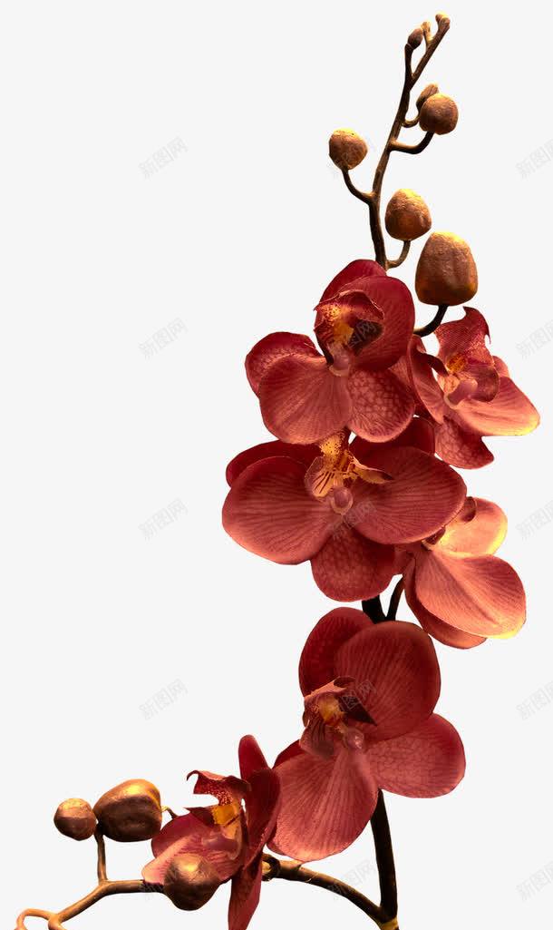 一株红色兰花png免抠素材_新图网 https://ixintu.com 兰花 植物 红色 自然 花朵