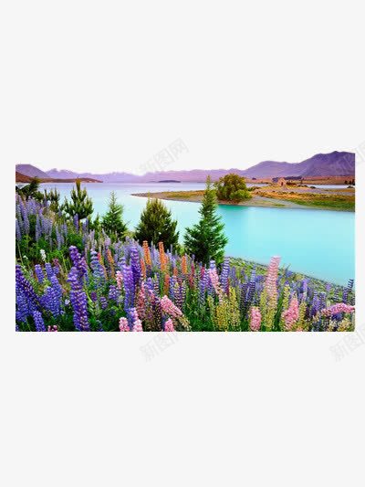 紫色花海png免抠素材_新图网 https://ixintu.com 旅游 紫色 薰衣草