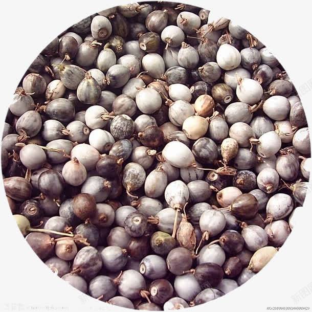 原始薏仁豆png免抠素材_新图网 https://ixintu.com 丰收 秋收 粮油 粮食 细粮 薏仁 薏米 豆子 豆类