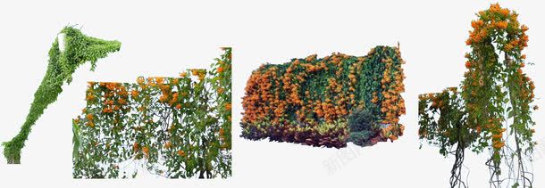 绿色植物绿萝png免抠素材_新图网 https://ixintu.com 植物 绿色 绿萝