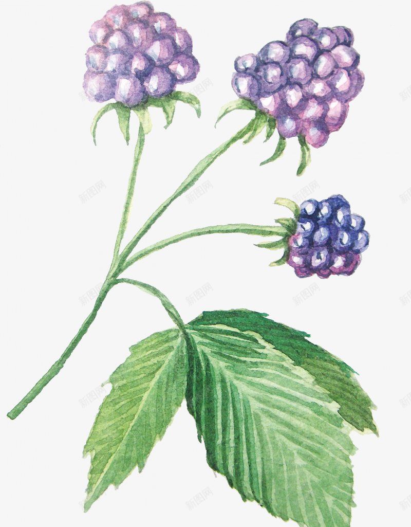 一簇水彩花png免抠素材_新图网 https://ixintu.com 手绘花朵 花 花束 花簇 卡通花卉 卡通花朵 水彩花卉 水彩植物 水彩花朵 清新植物 优雅花朵 优雅花卉 花卉植物 植物开花 花卉插画树叶 文化艺术绘画