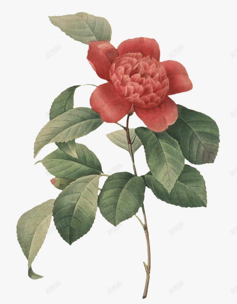 一簇水彩花png免抠素材_新图网 https://ixintu.com 手绘花朵 花 花束 花簇 卡通花卉 卡通花朵 水彩花卉 水彩植物 水彩花朵 清新植物 优雅花朵 优雅花卉 花卉植物 植物开花 花卉插画树叶 文化艺术绘画