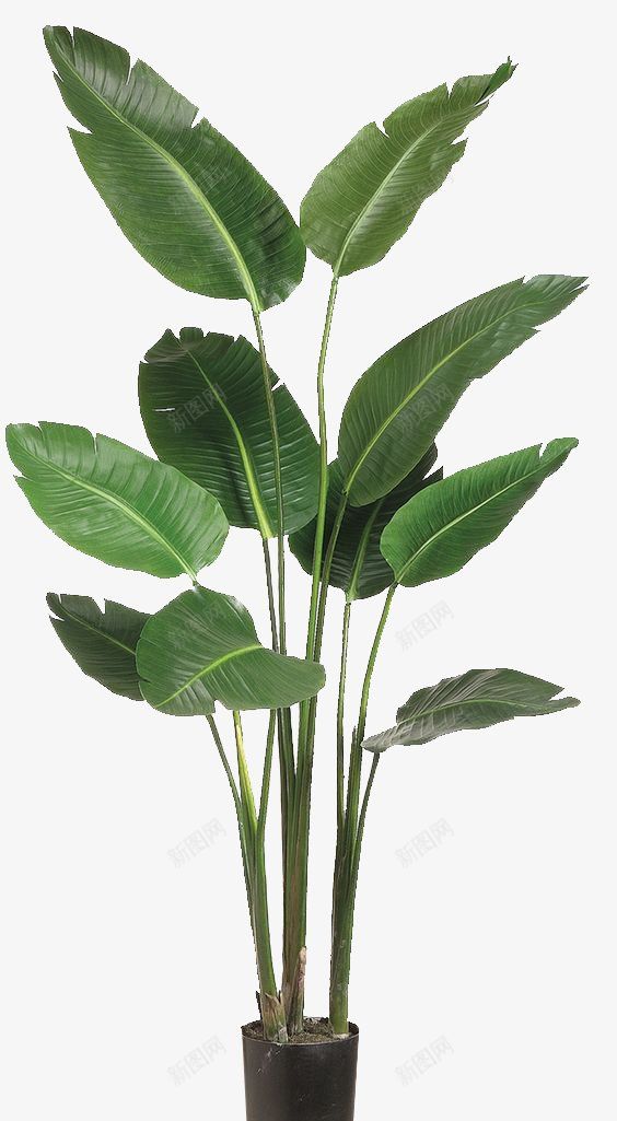 绿色植盆景小植物盆栽png免抠素材_新图网 https://ixintu.com 小植物盆栽 绿色植盆景