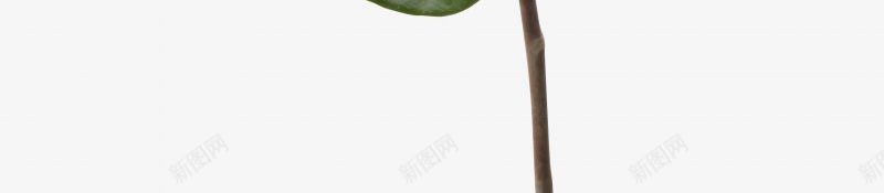 栀子花小图标扁平化片扁平化png_新图网 https://ixintu.com 图片扁平化设计 小图标扁平化设计 栀子花