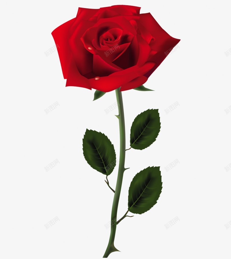 佑佑佑小溪图红色玫瑰情人节花花花花瓣png免抠素材_新图网 https://ixintu.com 佑佑佑小溪 图 情人节 玫瑰 红色 花瓣 花花花