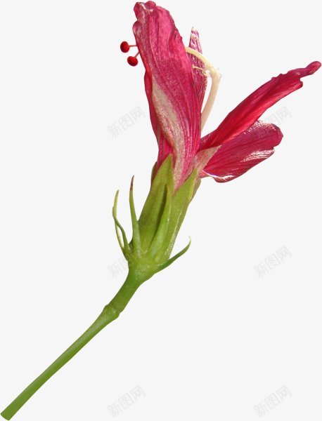 一支朱顶红花朵png免抠素材_新图网 https://ixintu.com 鲜花 花朵 朱顶红 红色 花朵 花