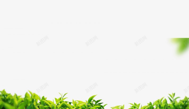 茶叶和茶芽png免抠素材_新图网 https://ixintu.com 景芽关闭向上 特写镜头 新鲜的 绿色叶 叶子 茶叶 嫩芽 茶地 茶叶树