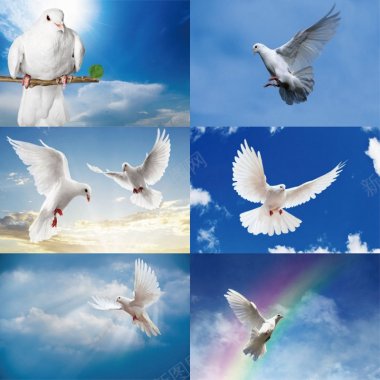15个和平白鸽蓝天图图背景