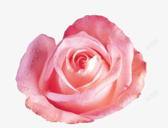 玫瑰花无锯齿花朵合集png免抠素材_新图网 https://ixintu.com png格式 免抠 水珠 玫瑰花高清无锯齿 粉嫩 花朵合集 钢笔工具抠图