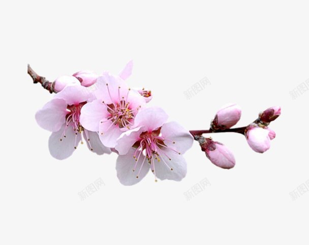 纹理场景海量平面尽在鸡动了花草png免抠素材_新图网 https://ixintu.com 免扣 海量平面尽在 纹理 花草 高清场景 鸡动了